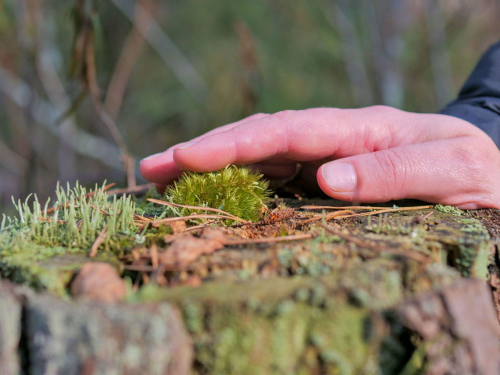 Introduction to Ecotherapy - Main Image