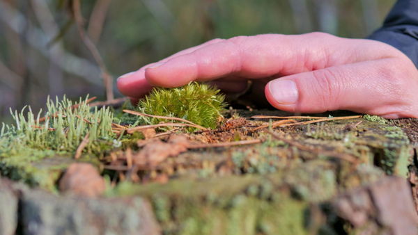 Introduction to Ecotherapy