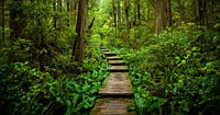 A wooden slate path leading through a lush green forest.