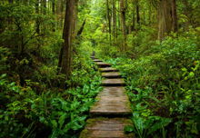 A wooden slate path leading through a lush green forest.